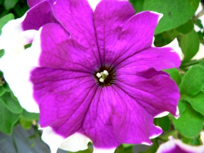 Purple And White Flower