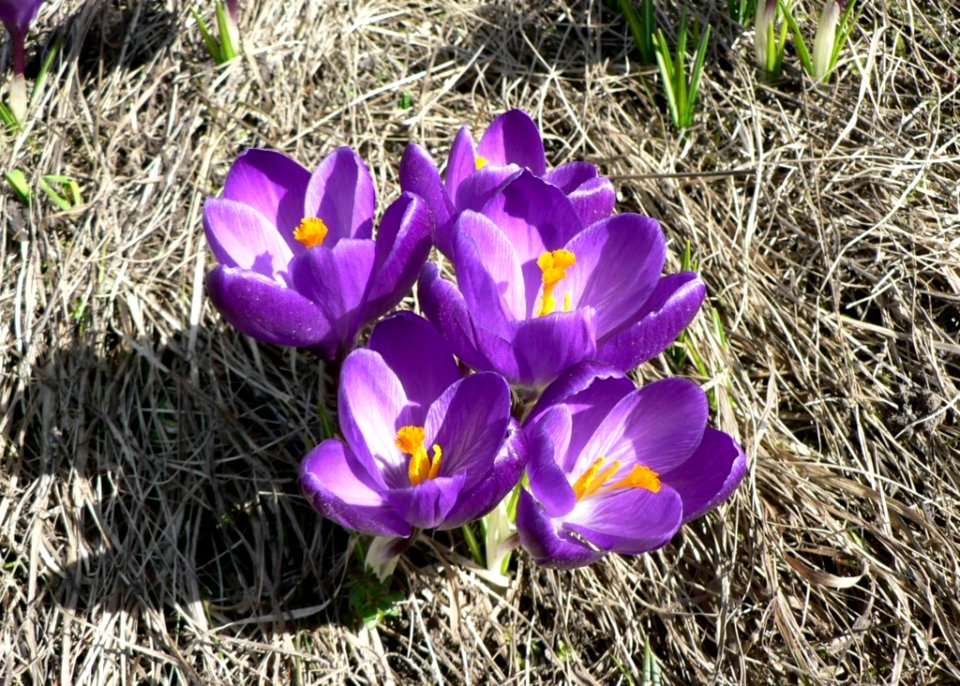 Purple Crocus 2