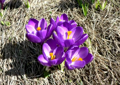 Purple Crocus 2