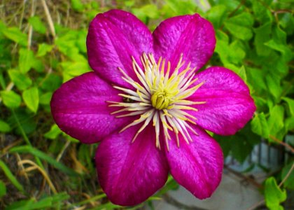 Purple Flower photo