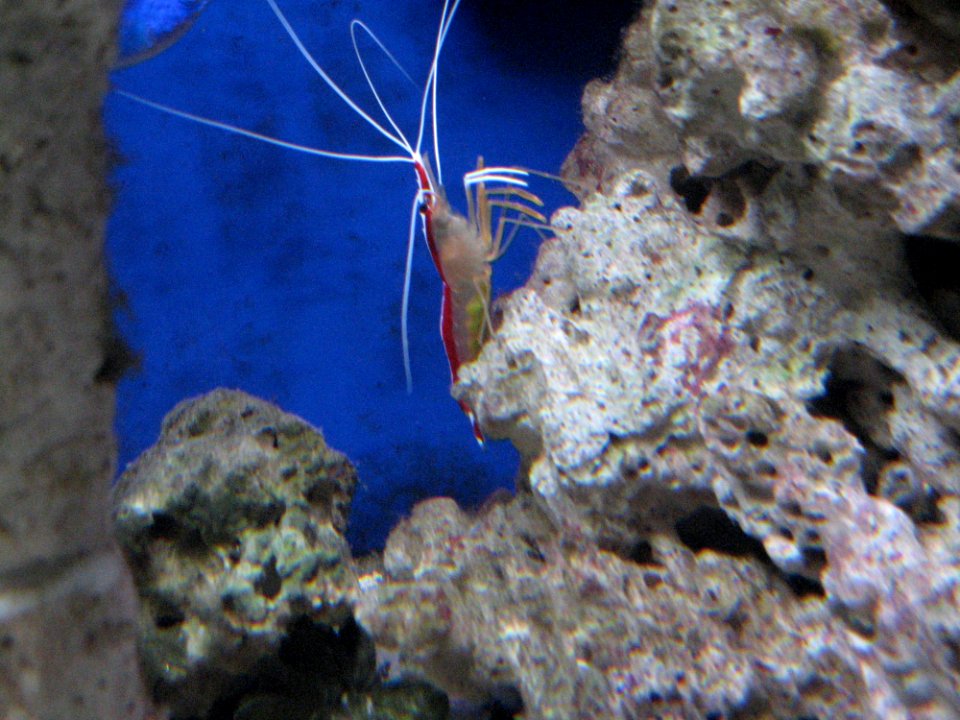 Prawn