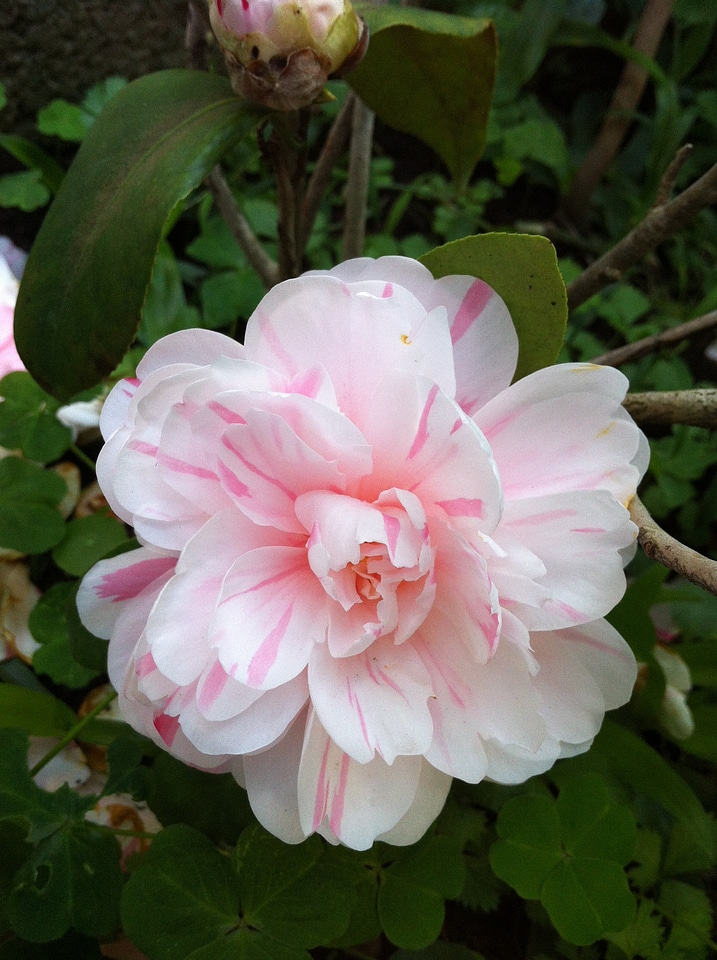 Peony torn beauty face flowers