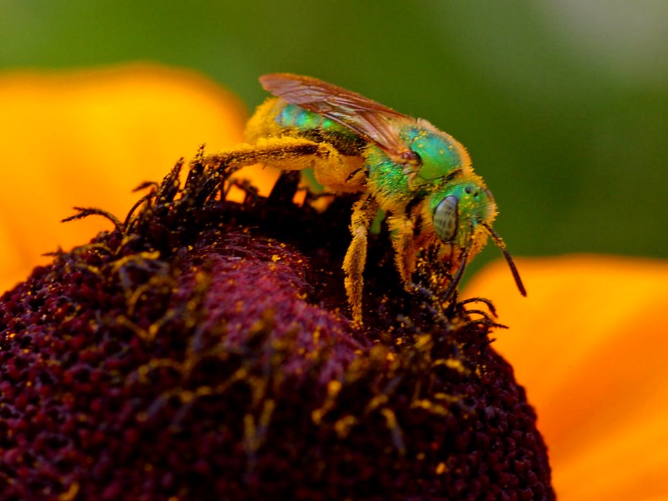 Pollen And Sweat Bees