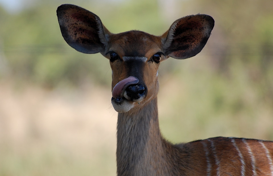 Antelope south africa wilderness