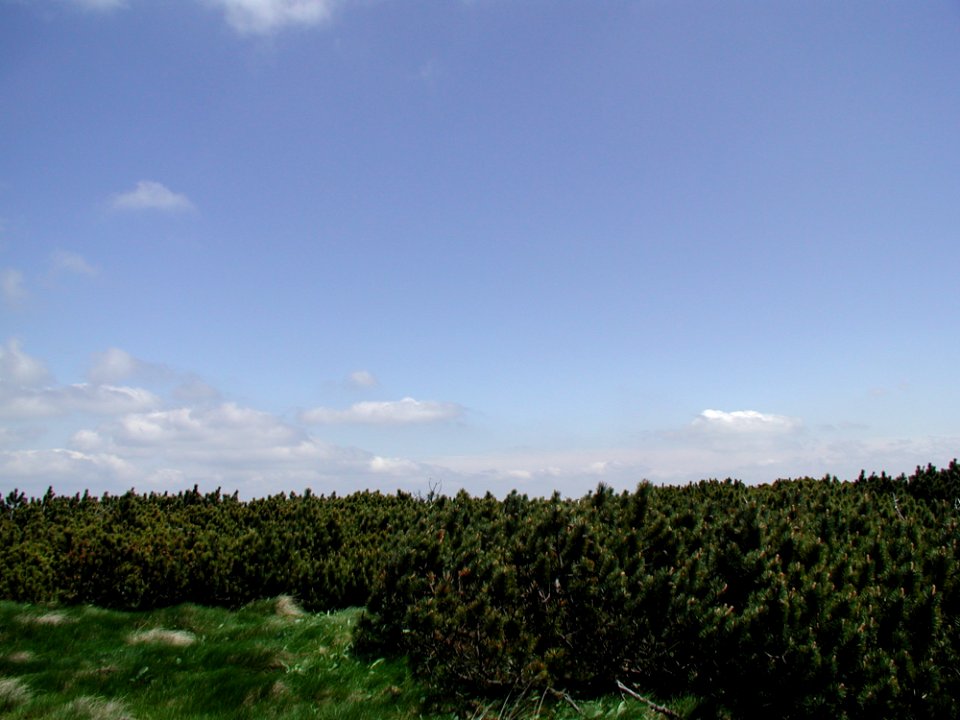 Mountain 79