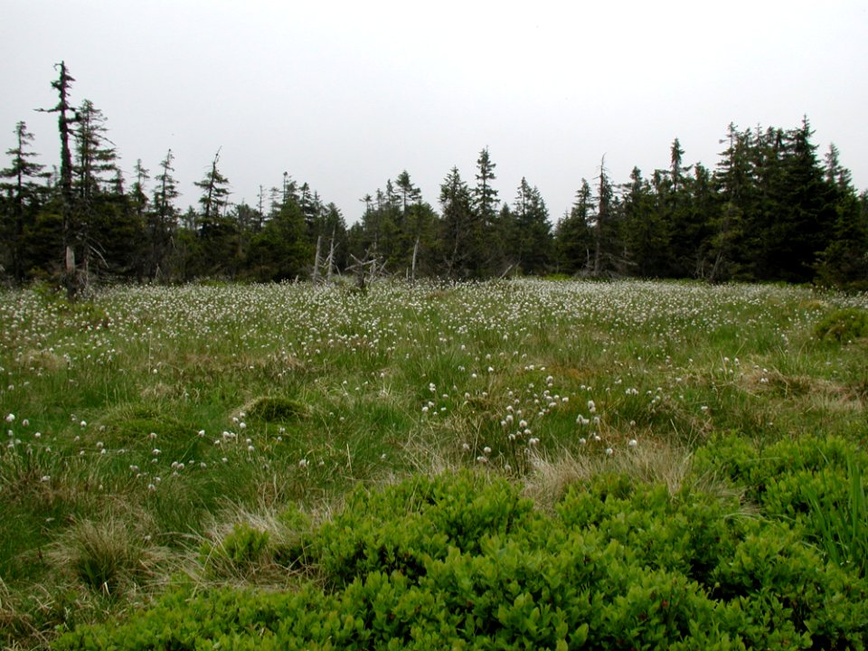 Mountain 35