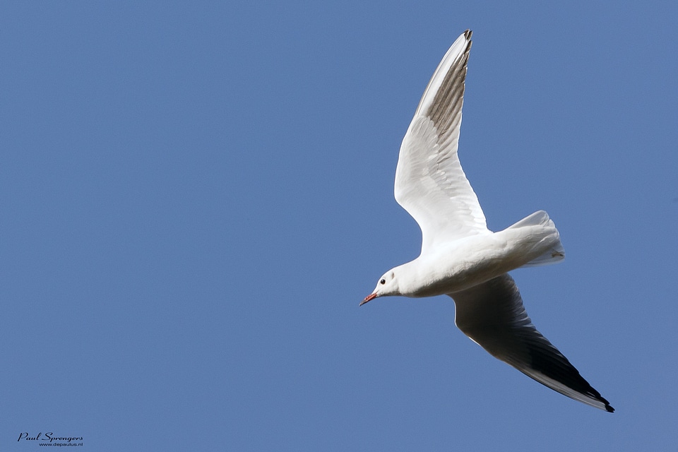Wings nature fly