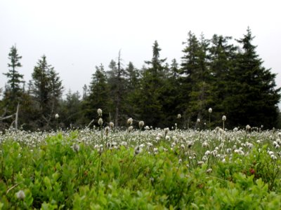 Mountain 37