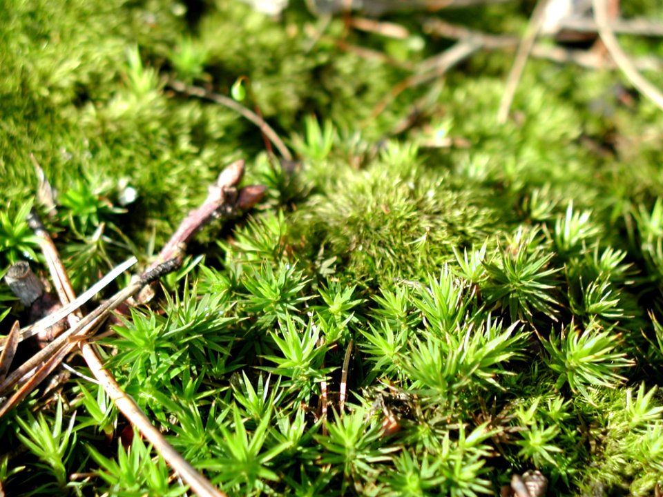 Moss