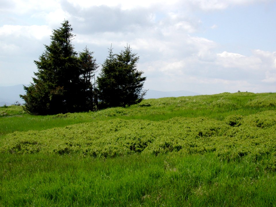 Mountain 109