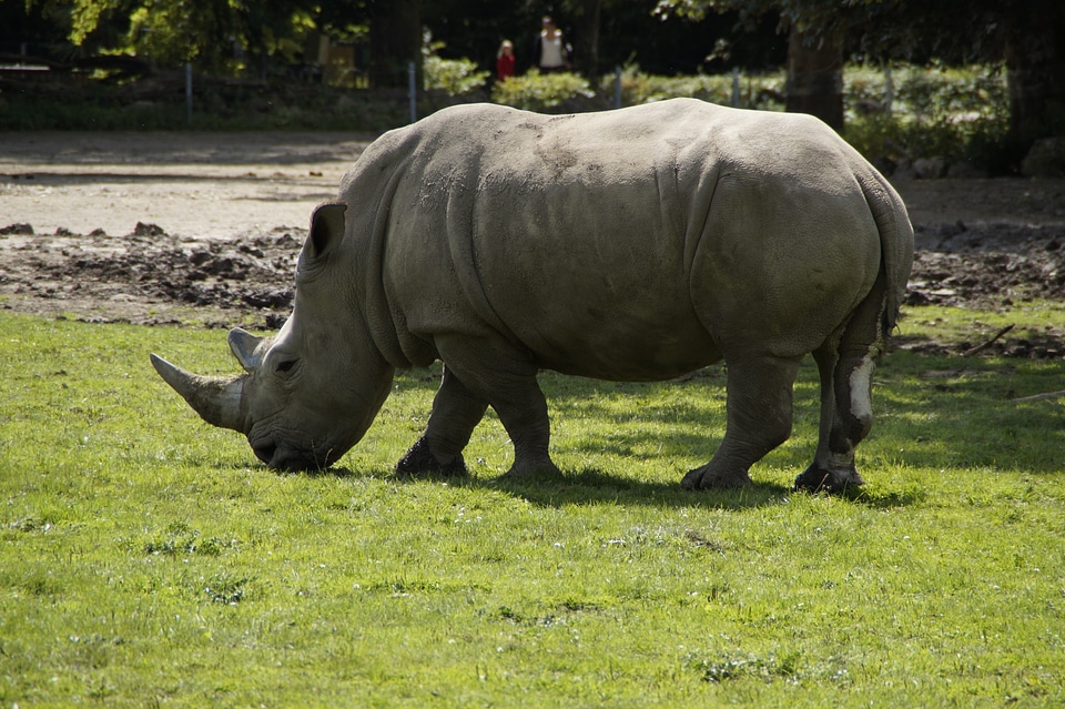 Pachyderm creature safari