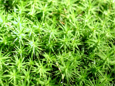 Moss 9