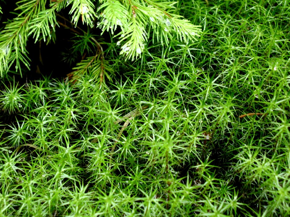 Moss 6