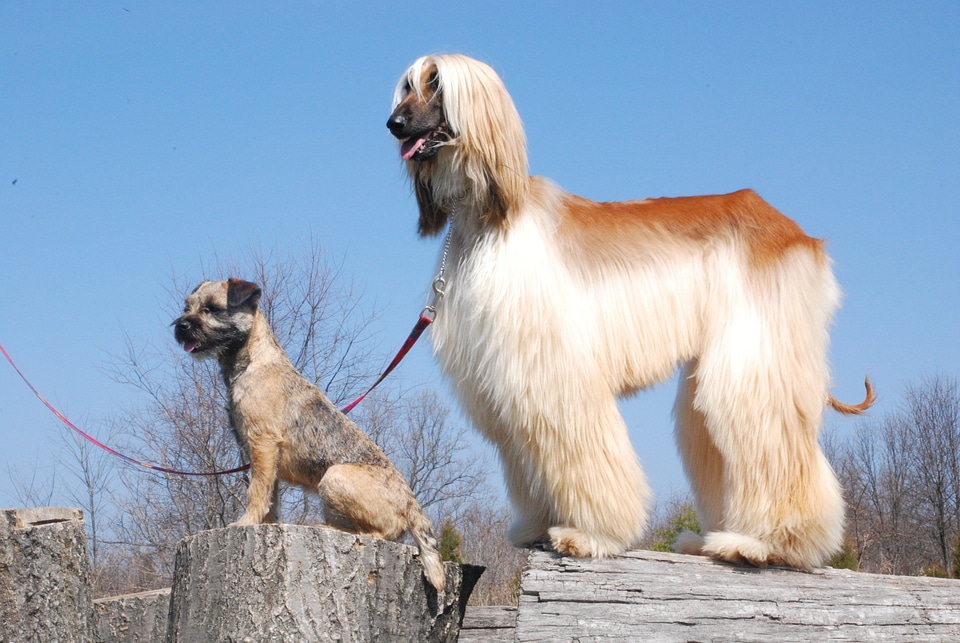 Canines animals pets