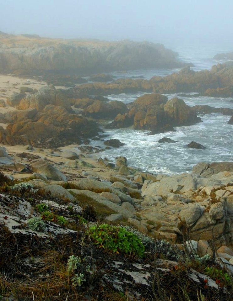 Monterey Fog
