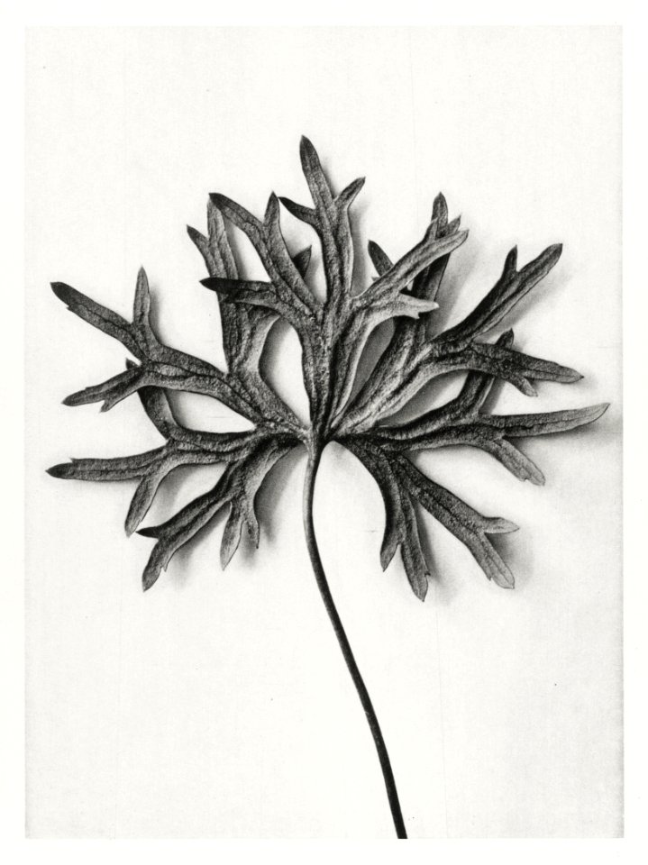Aconitum Anthora (Yellow Monkshood Leaf) enlarged 3 times from Urformen der Kunst (1928) by Karl Blossfeldt.