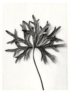Aconitum Anthora (Yellow Monkshood Leaf) enlarged 3 times from Urformen der Kunst (1928) by Karl Blossfeldt.