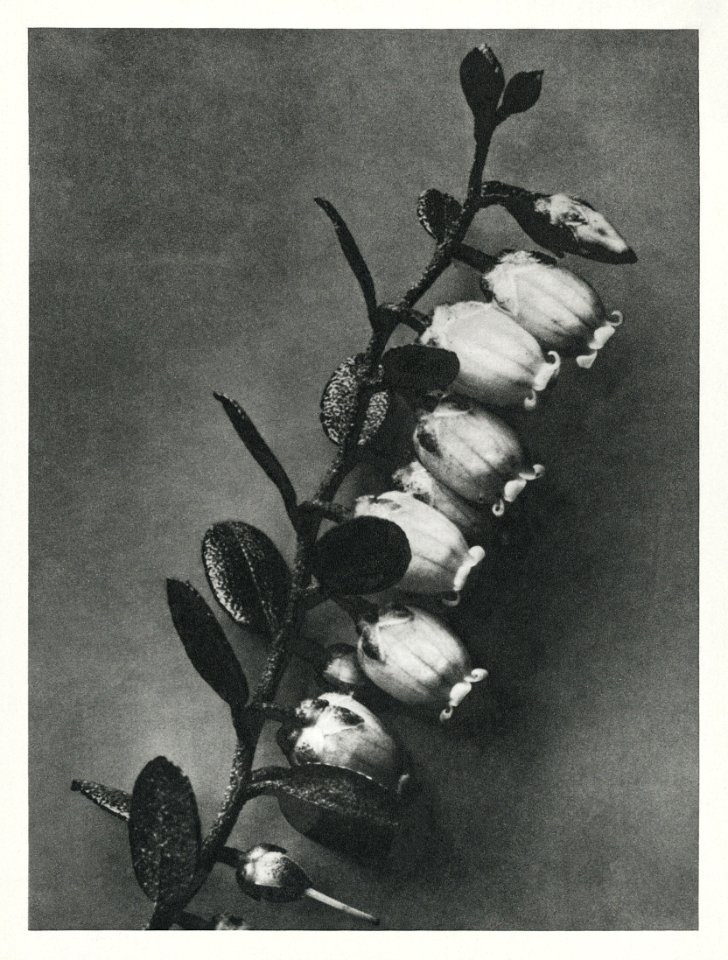 Lyonia calyculata enlarged 8 times from Urformen der Kunst (1928) by Karl Blossfeldt.