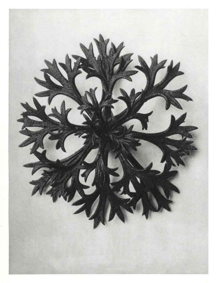 Saxifraga Willkommniana (Willkomm's Saxifrage) leaf enlarged 6 times from Urformen der Kunst (1928) by Karl Blossfeldt.
