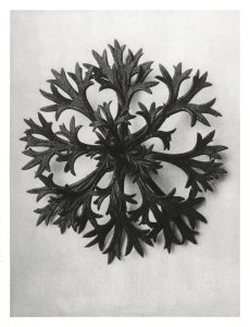 Saxifraga Willkommniana (Willkomm's Saxifrage) leaf enlarged 6 times from Urformen der Kunst (1928) by Karl Blossfeldt.