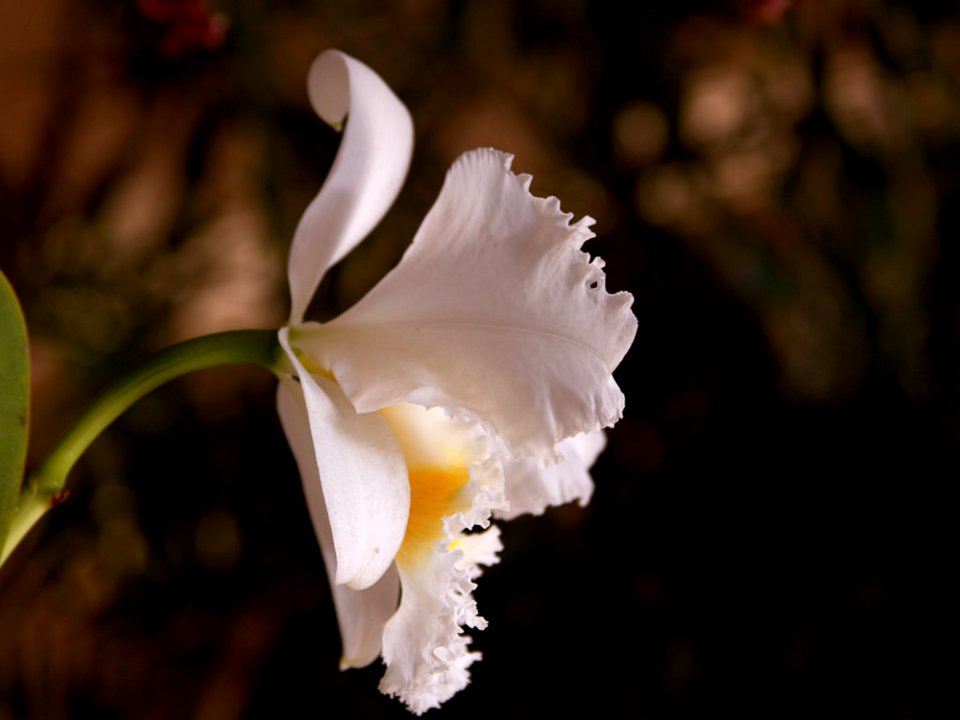 Orchid Petals