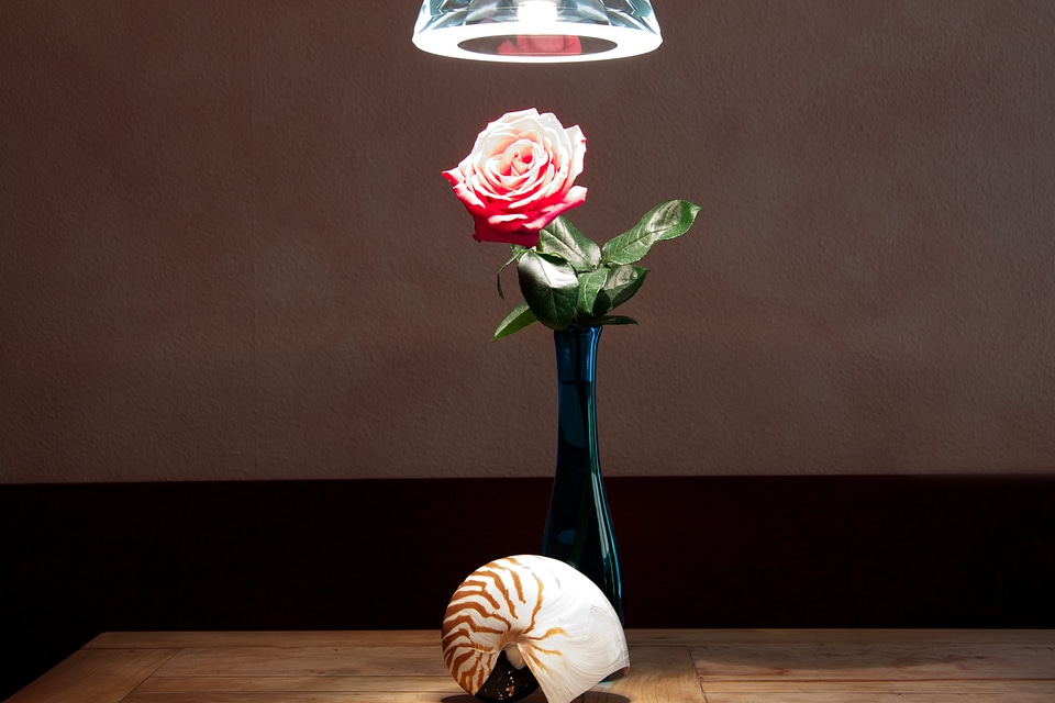 Table rose pendant lamp photo