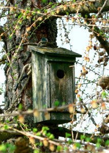 Old Wooden Nesting Box
