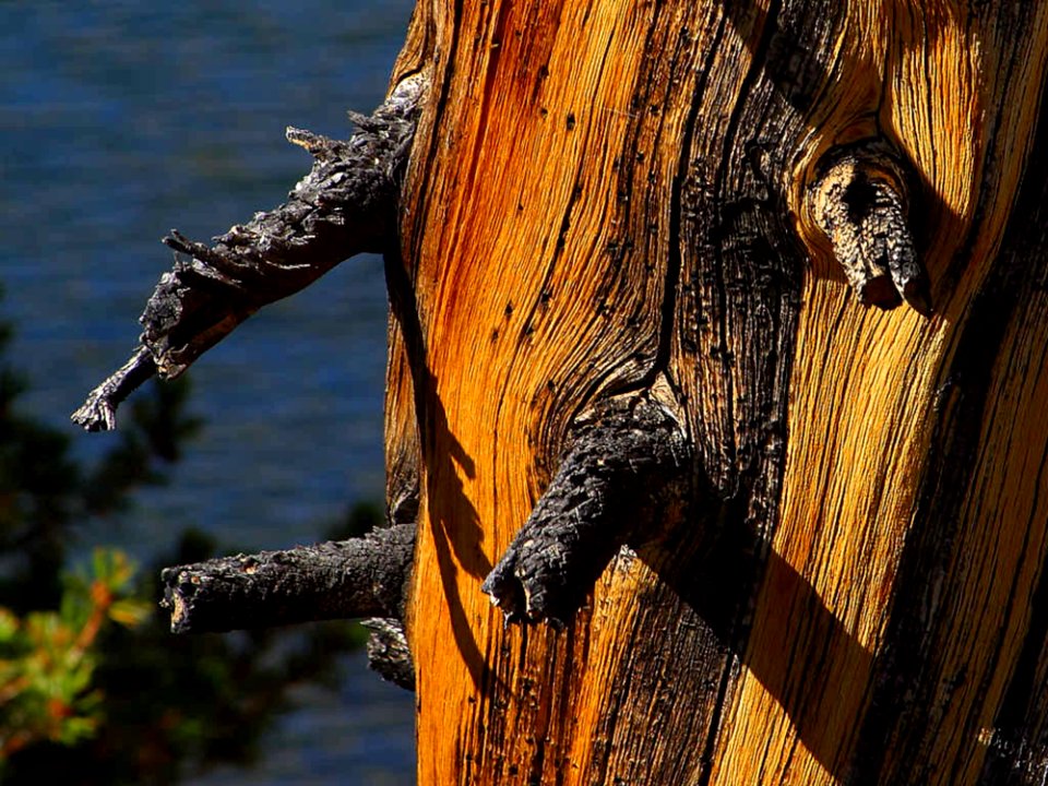 Old Pine In Yosemite