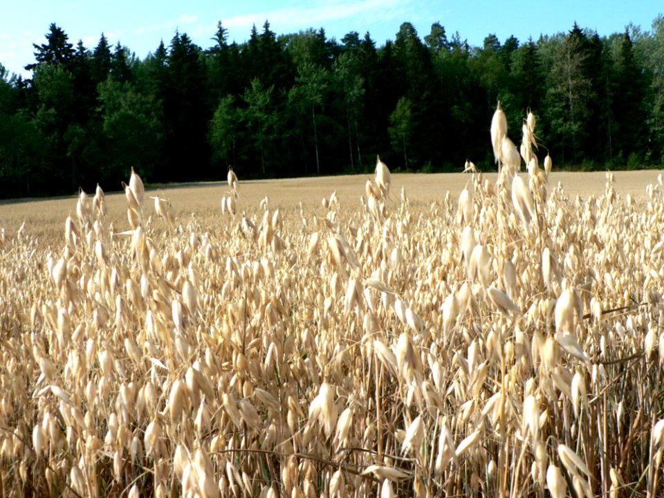 Oats Field 2