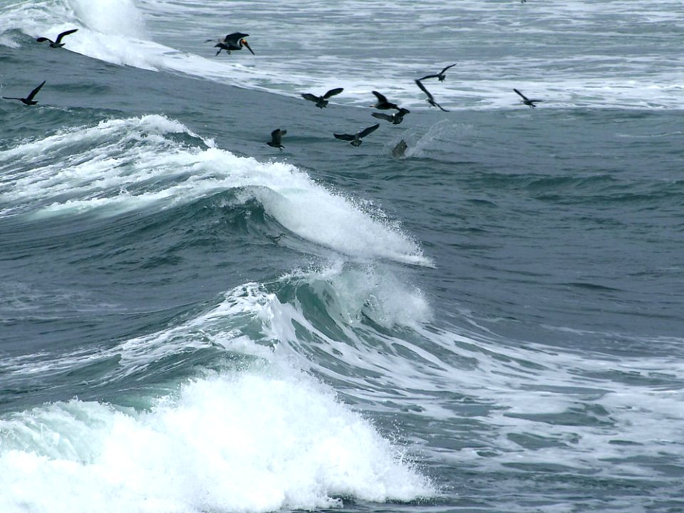 Ocean Birds