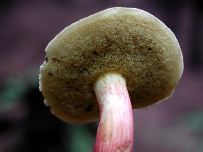 Mushroom 4