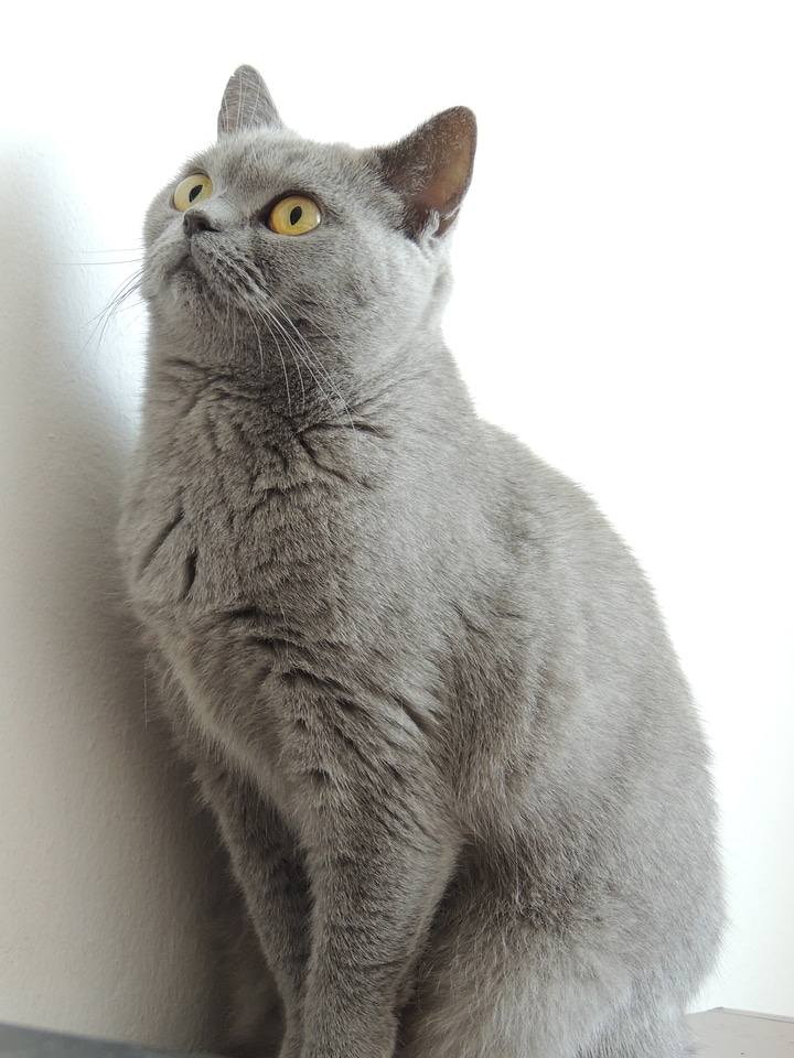 Gray british cherished