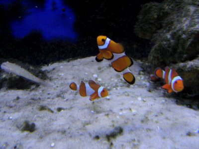 Nemo Fishes