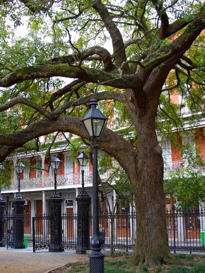 New Orleans 6
