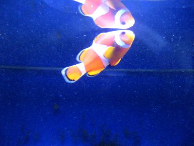 Nemo Fish
