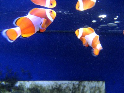 Nemo Clown Fish photo