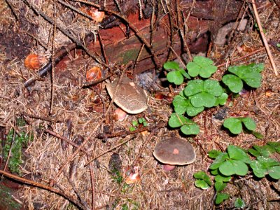 Mushrooms