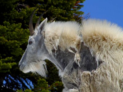 Mountain Goat