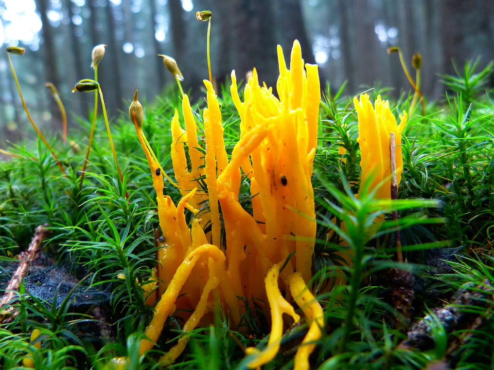 Plant clavaria corniculata moss