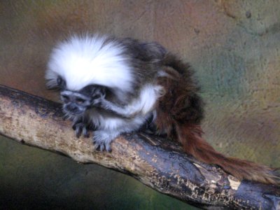 Monkey On Tree