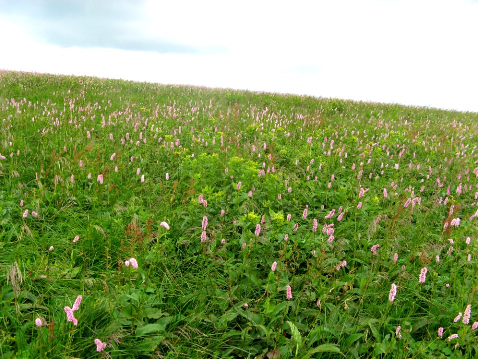 Mountain Meadow