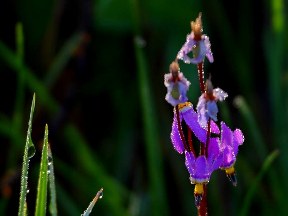 Meadow Wildflowers