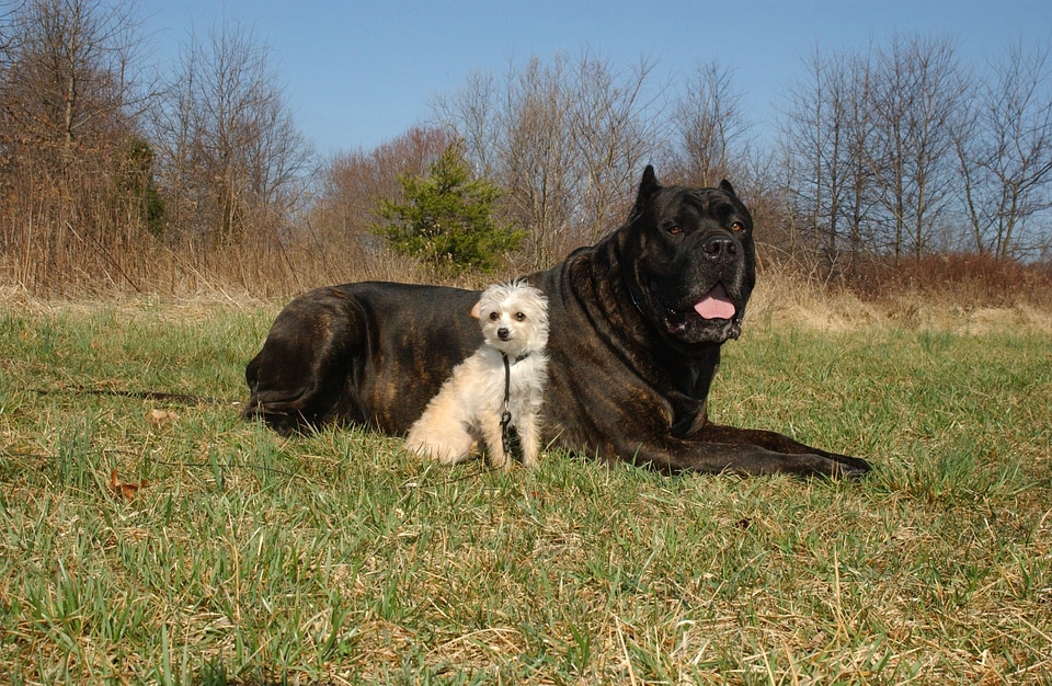 Canines animals pets