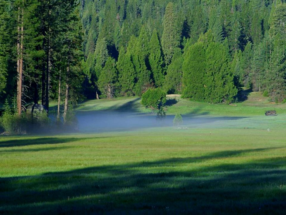 Meadow 4