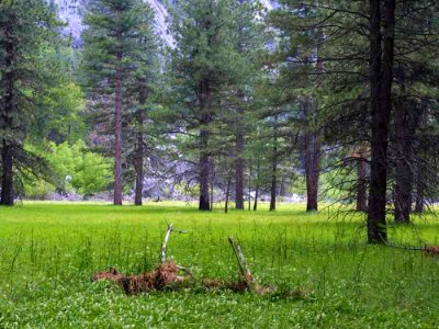 Meadow 6