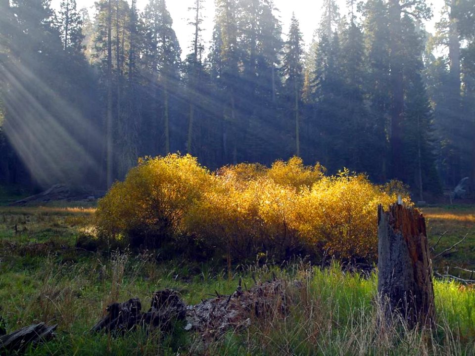 Meadow 5