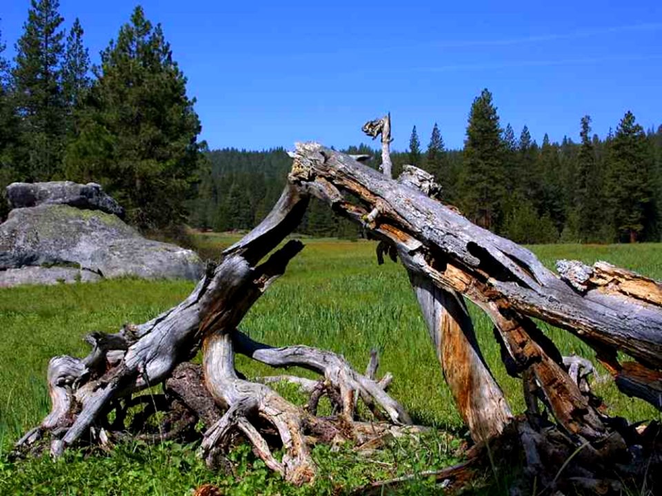 Meadow 2