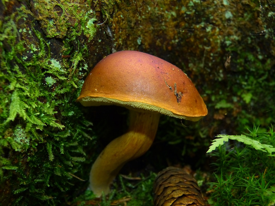 Brown mushroom tube forest autumn