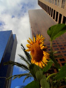 Los Angeles Skyscrapers