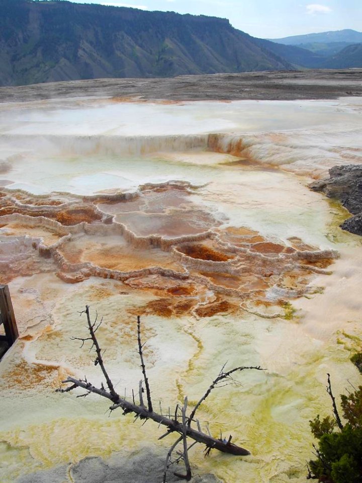 Mammoth Hot Springs 4 photo